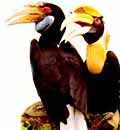 Hornbills